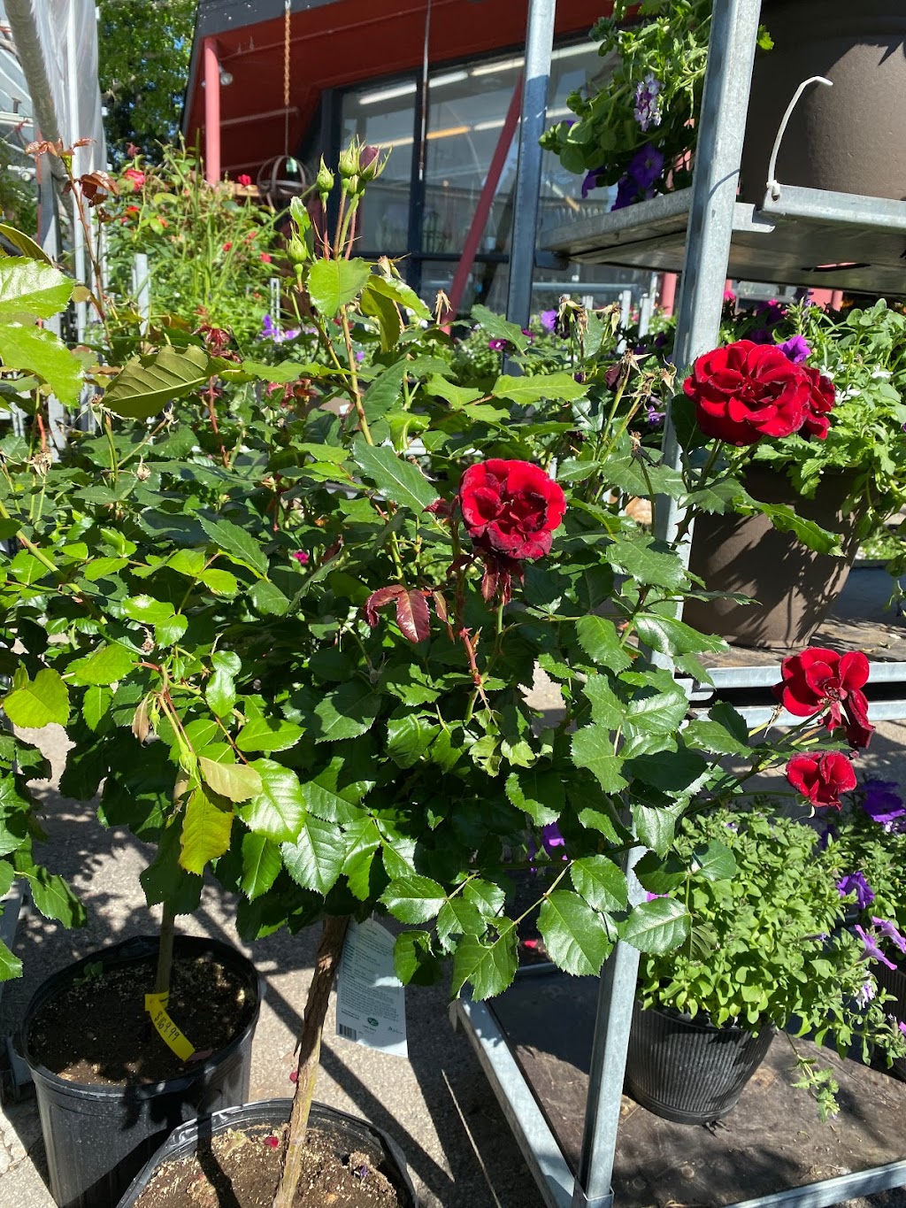 Plantation Garden Centre | 2408 4 St NW, Calgary, AB T2M 2Z7, Canada | Phone: (403) 277-4769