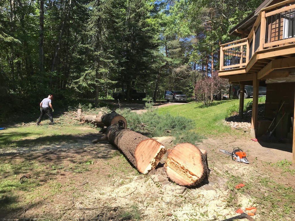 Muskoka Tree Solutions Inc. | Millar Hill Rd, Huntsville, ON P1H 2J6, Canada | Phone: (705) 388-8733