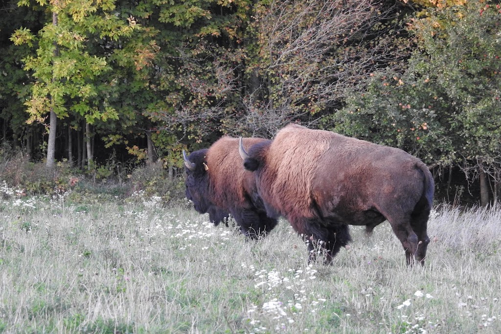 Snowy Creek Bison | 259105 Sarawak Keppel Townline, Kemble, ON N0H 1S0, Canada | Phone: (519) 374-3862