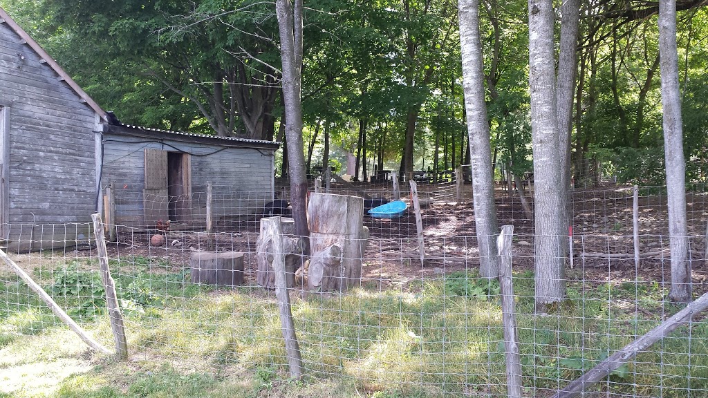 Ferme Heritage Miner | 100 Rue Mountain, Granby, QC J2G 6S1, Canada | Phone: (450) 361-6081