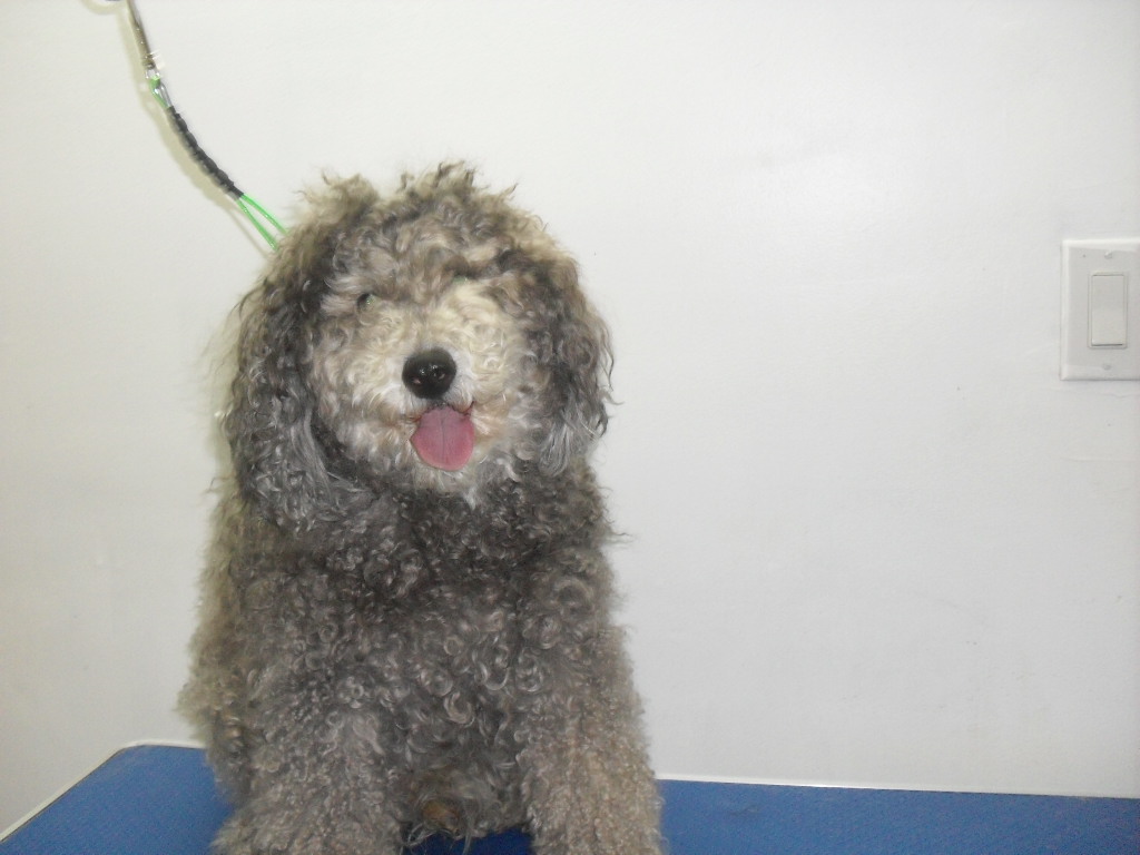 Frickers Furry Friends Dog Grooming | 30 Arvida Ave, Halifax, NS B3K 1R6, Canada | Phone: (902) 477-1818