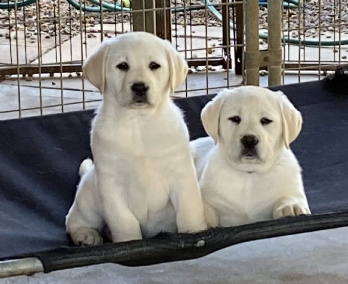 Perfect Retriever Puppies | 4200 Perivale Rd, Mississauga, ON L5C 3Y5, Canada | Phone: (810) 442-5470