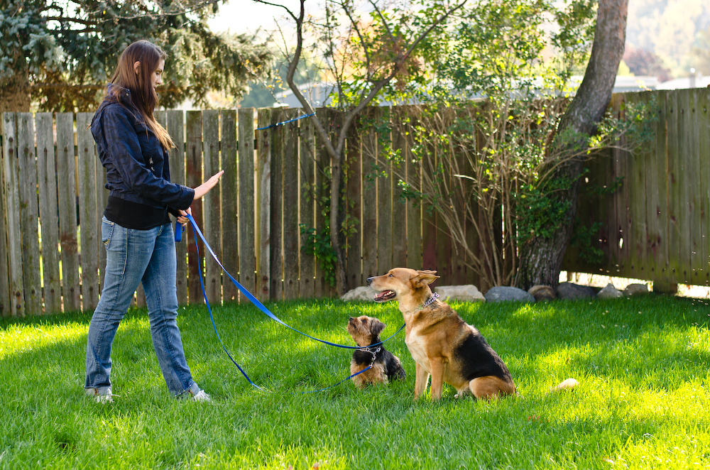 The Crunchy Canine | Stoney Creek, ON L8G 3Z2, Canada | Phone: (905) 869-1170