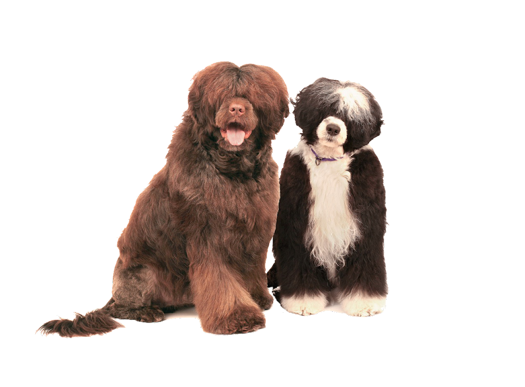 Seabury Portuguese Water Dogs | 2904 Shelter Valley Rd, Grafton, ON K0K 2G0, Canada | Phone: (416) 580-4395