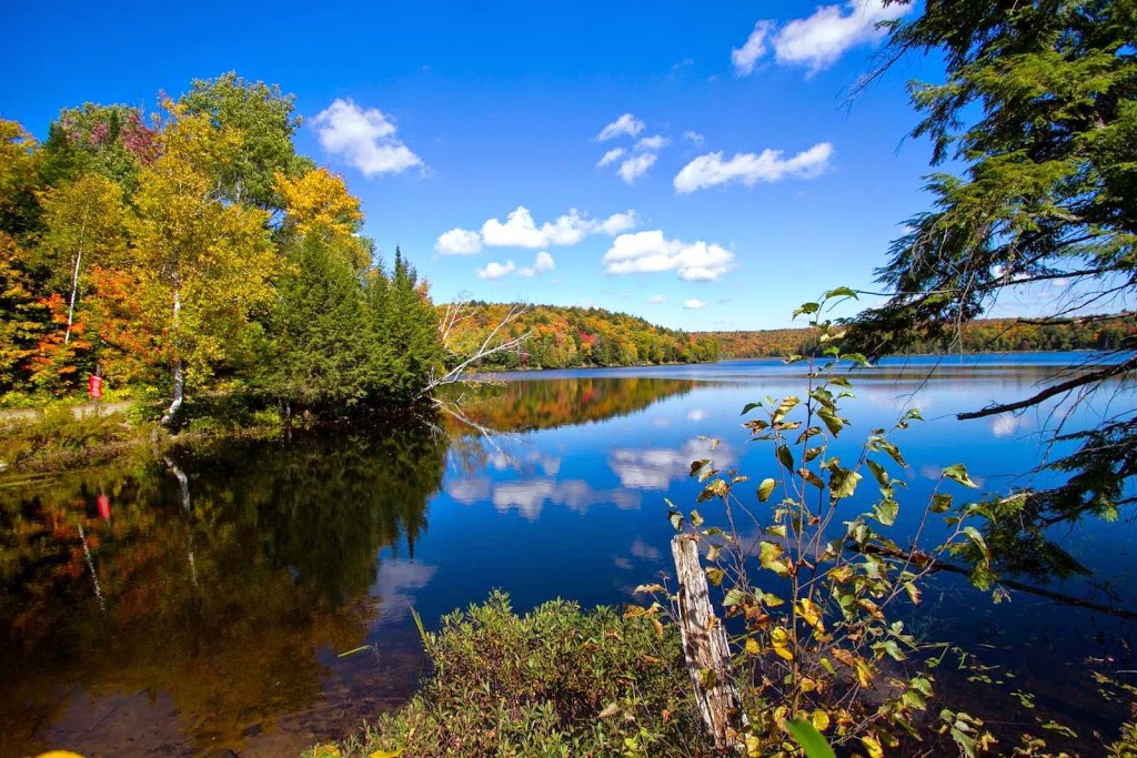 Haliburton Forest & Wild Life Reserve Ltd | 1095 Redkenn Rd, Dysart et al, ON K0M 1S0, Canada | Phone: (800) 631-2198