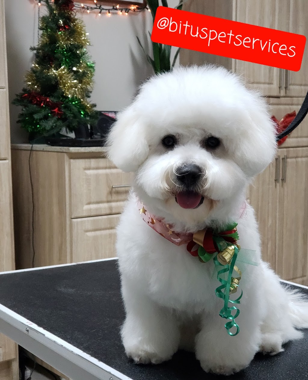 Bitus Pet Services - Pet Grooming & K9 Aquafitness/Hydrotherapy | 20-145 Clarence St, Brampton, ON L6W 1T2, Canada | Phone: (905) 796-9299