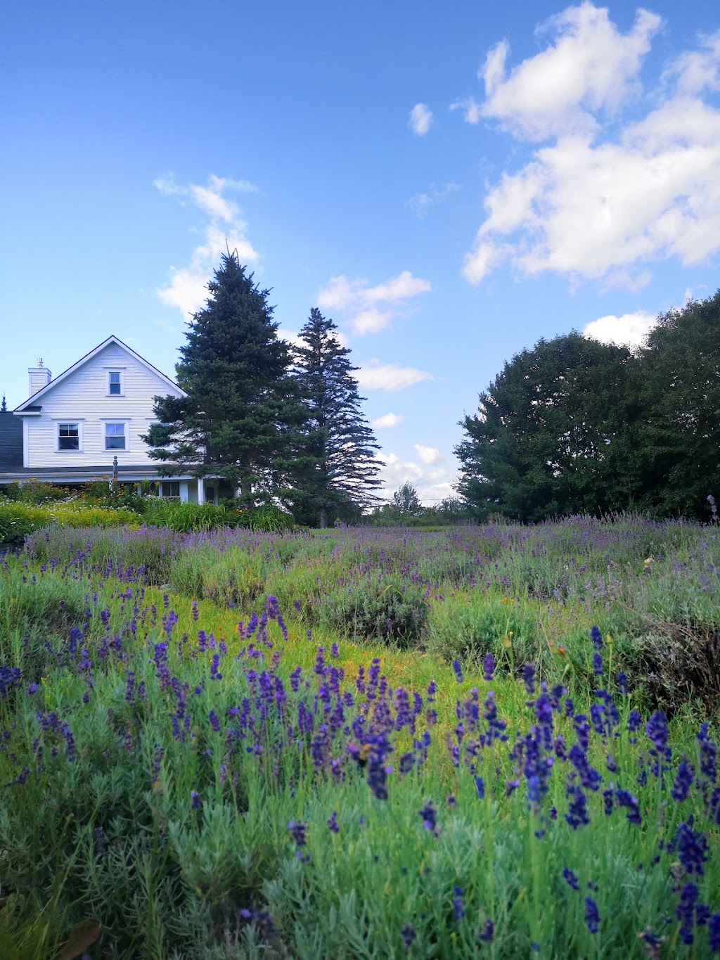 Joie de Lavande | 50 Chem. du Mont-Écho, Knowlton, QC J0E 1V0, Canada | Phone: (450) 243-5438