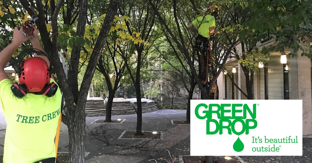 Green Drop Ltd. - Tree Care | 20 Second St #4, Winnipeg, MB R2P 1L4, Canada | Phone: (833) 928-8733