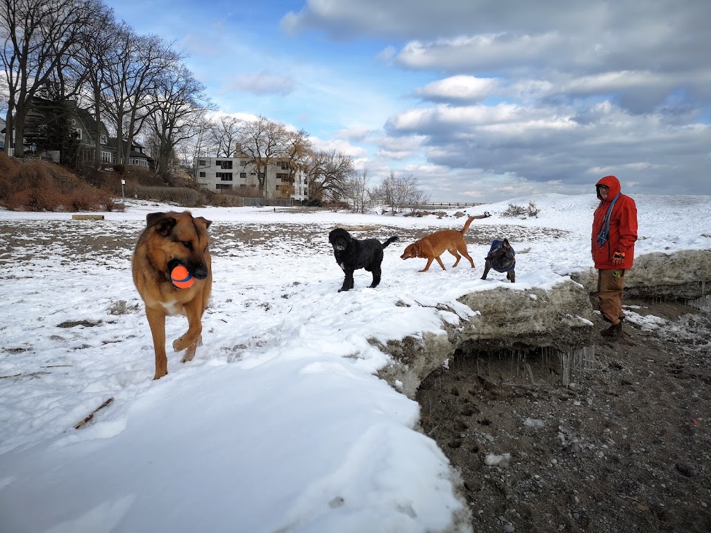 Back2thePack Dog Walking Toronto | 66 Natal Ave, Scarborough, ON M1N 3V4, Canada | Phone: (647) 891-7582