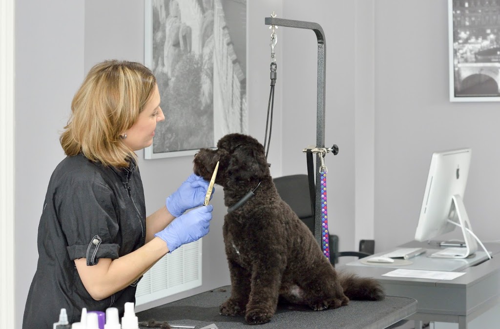 Guau Pet Grooming Spa | 43 Cathedral High St, Markham, ON L6C 0P1, Canada | Phone: (647) 558-4400