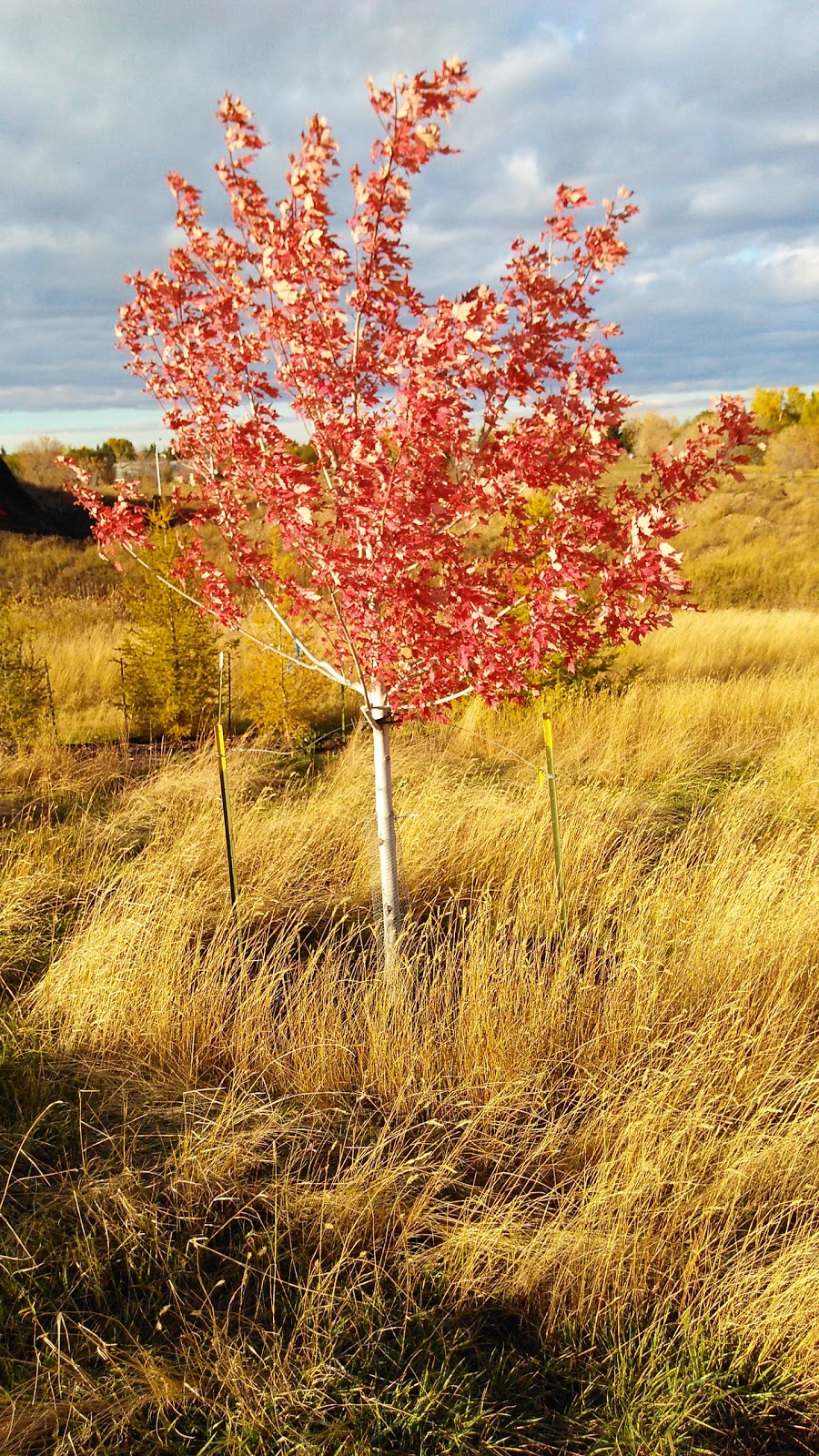 Griesbach Community Garden | Griesbach, Edmonton, AB T5E 6R1, Canada