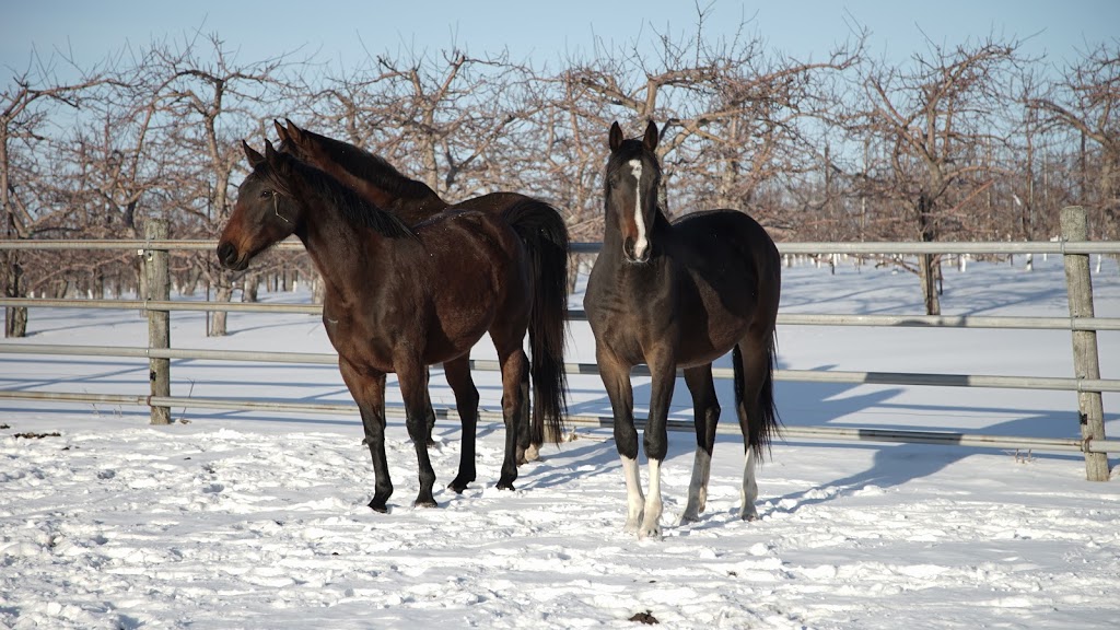 Stable Wellness Farm and Yoga Studio | Wilsonville, ON N0E 1Z0, Canada | Phone: (519) 757-2337