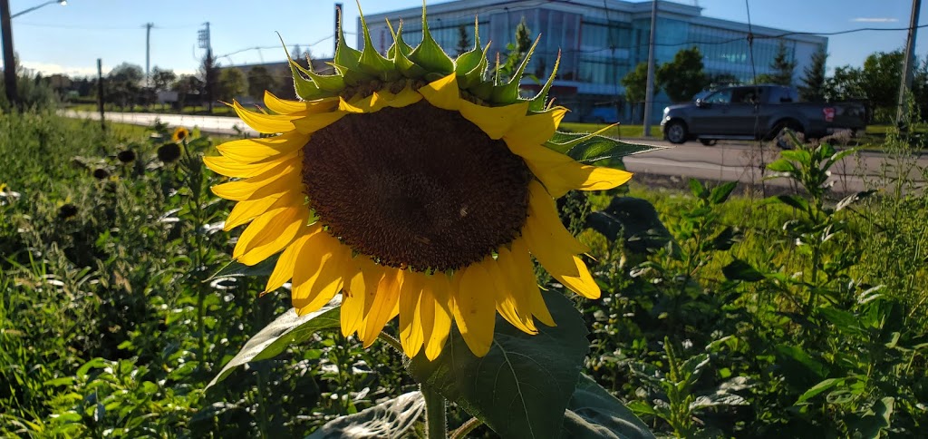 Strawberry Creek Farm Market | 17471 Woodbine Ave, Newmarket, ON L3Y 4W1, Canada | Phone: (905) 868-9996