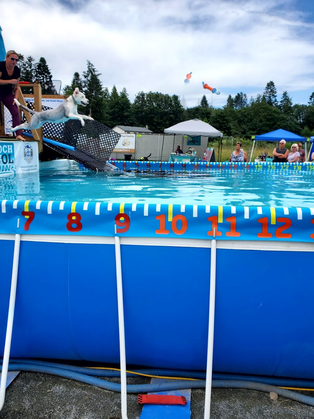 Pooch Pool School | 1550 Clifford Rd, Nanaimo, BC V9X 1L2, Canada | Phone: (250) 619-8241