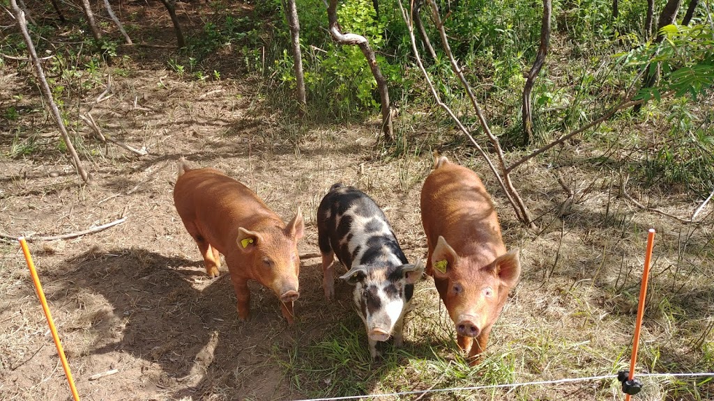 Ferme bétail des bois | 791 QC-321, Papineauville, QC J0V 1R0, Canada | Phone: (514) 742-9320