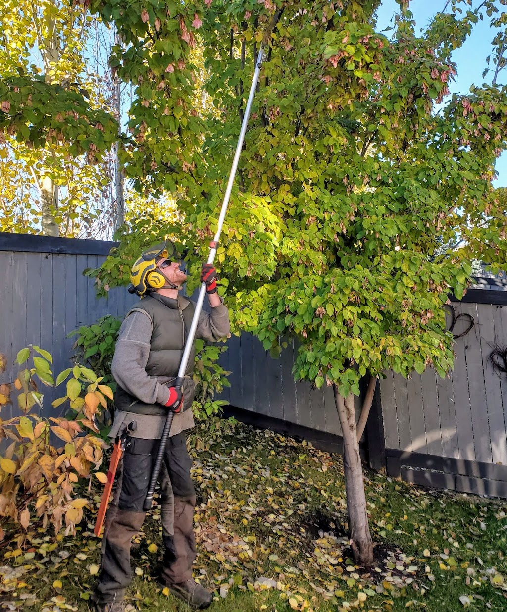 City Tree Service | 10910 69 Ave NW, Edmonton, AB T6H 2E5, Canada | Phone: (780) 271-8733