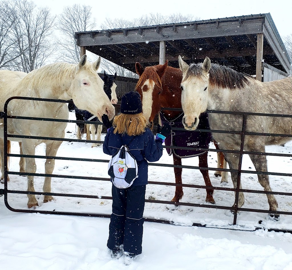 Natures Run Equestrian | 775 High Point Rd, Port Perry, ON L9L 1B3, Canada | Phone: (226) 236-8510