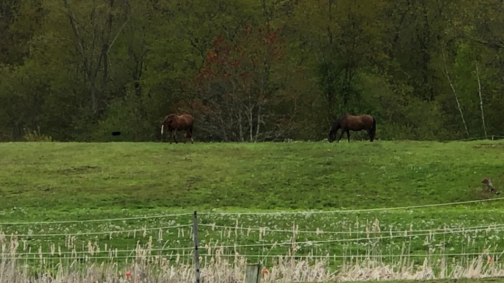 Watton brook equestrian center | 14053 Nova Scotia Trunk 1, Wilmot, NS B0P 1W0, Canada | Phone: (902) 349-4066