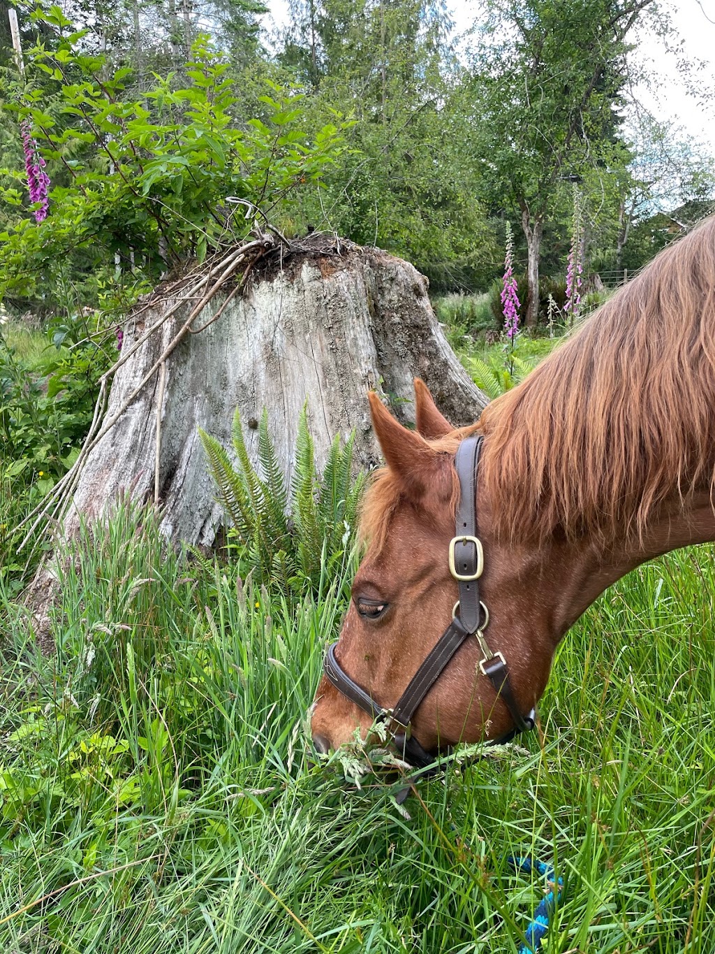 Singing Tree Farm | 750 Bennett Rd, Qualicum Beach, BC V9K 1N1, Canada | Phone: (250) 954-9374