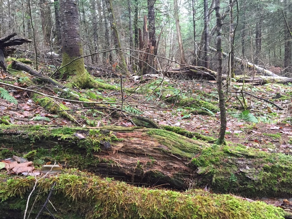 Gîte Les Arpents Verts | 1682 Ch. 3e Rang, Sainte-Lucie-des-Laurentides, QC J0T 2J0, Canada