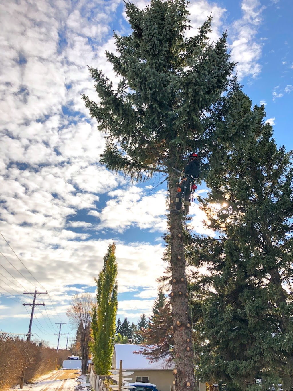 Elevated Tree Removal | 82 Martin Close, Red Deer, AB T4R 1R7, Canada | Phone: (403) 848-4482