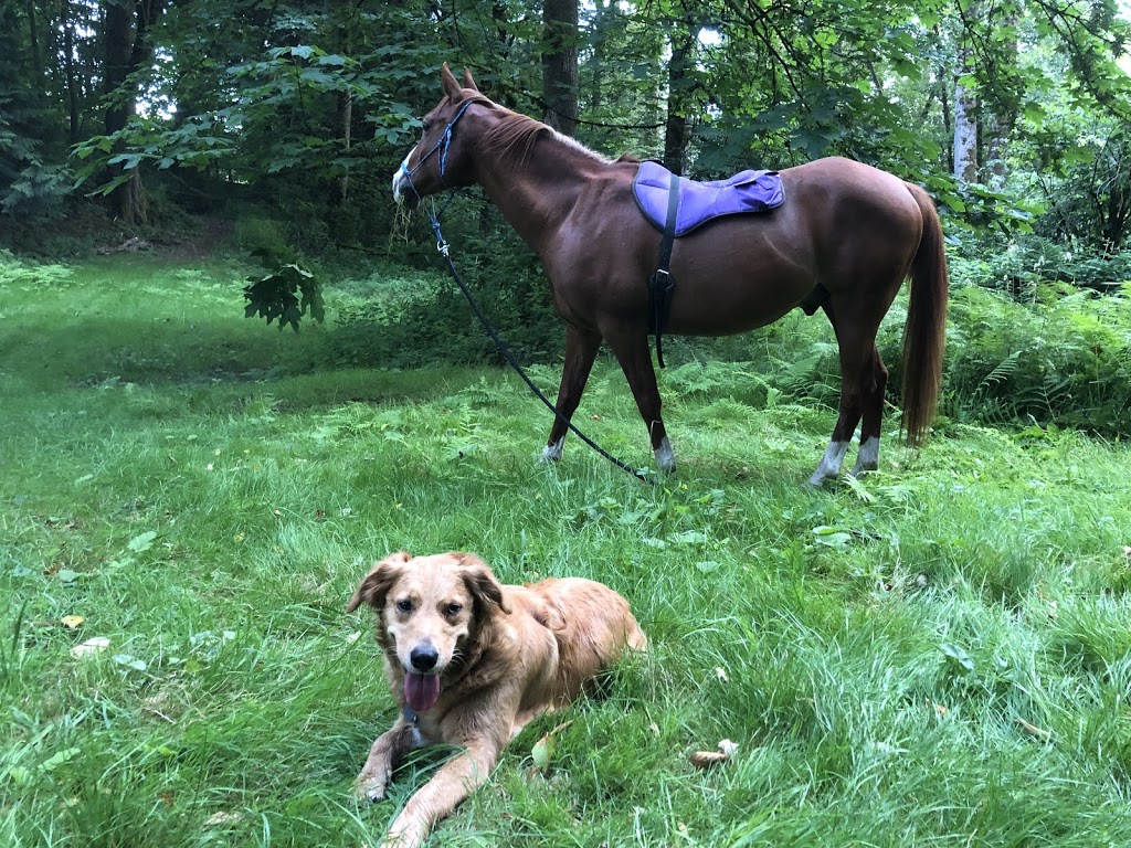 Liberty Farm - Dog & Horse Ranch | 25027 Robertson Crescent, Aldergrove, BC V4W 1W7, Canada | Phone: (604) 786-2570