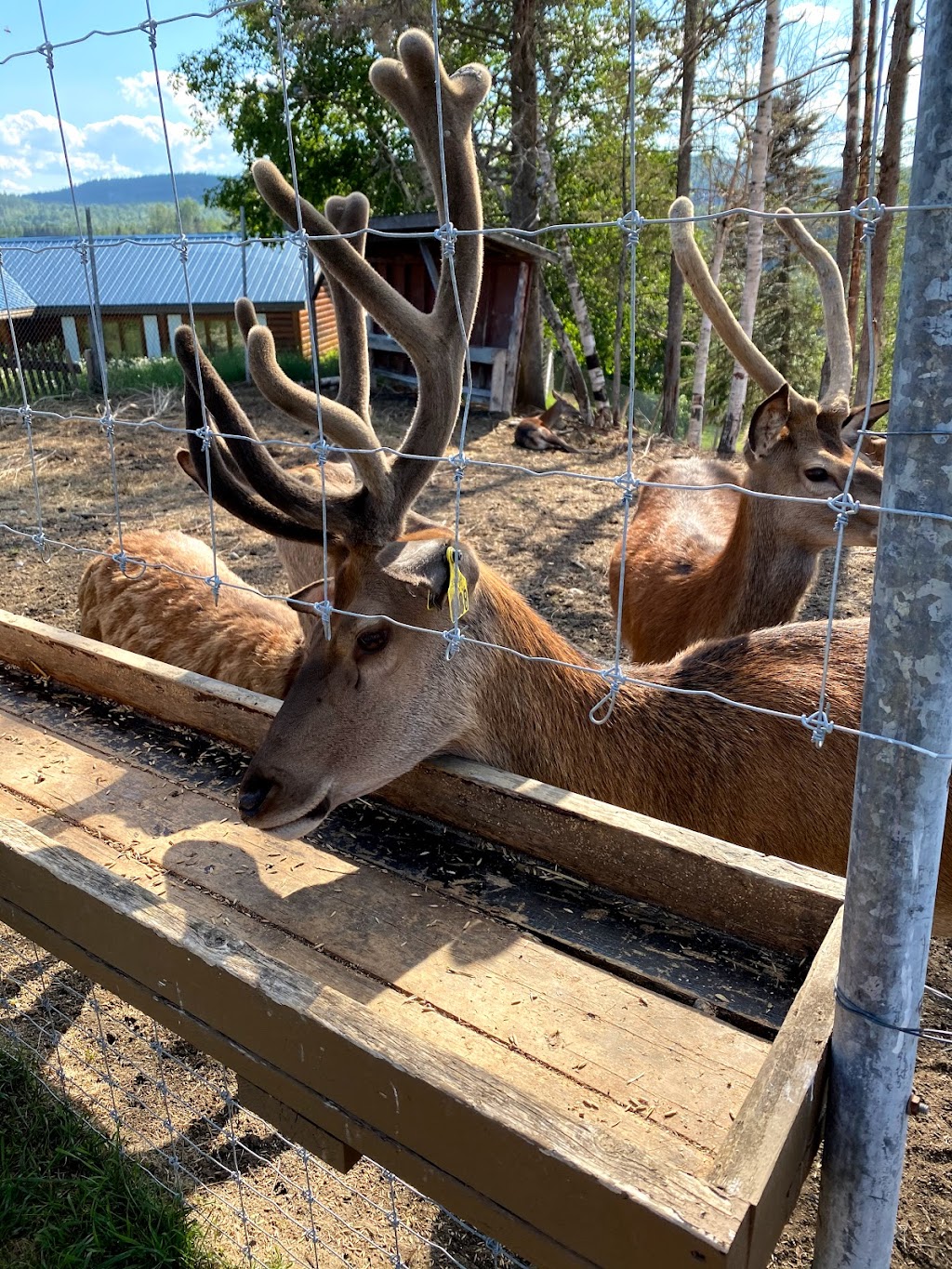 Cabane à Sucre - Ferme 5 Etoiles | 465 172 St N, Sacré-Coeur, QC G0T 1Y0, Canada | Phone: (877) 236-4551