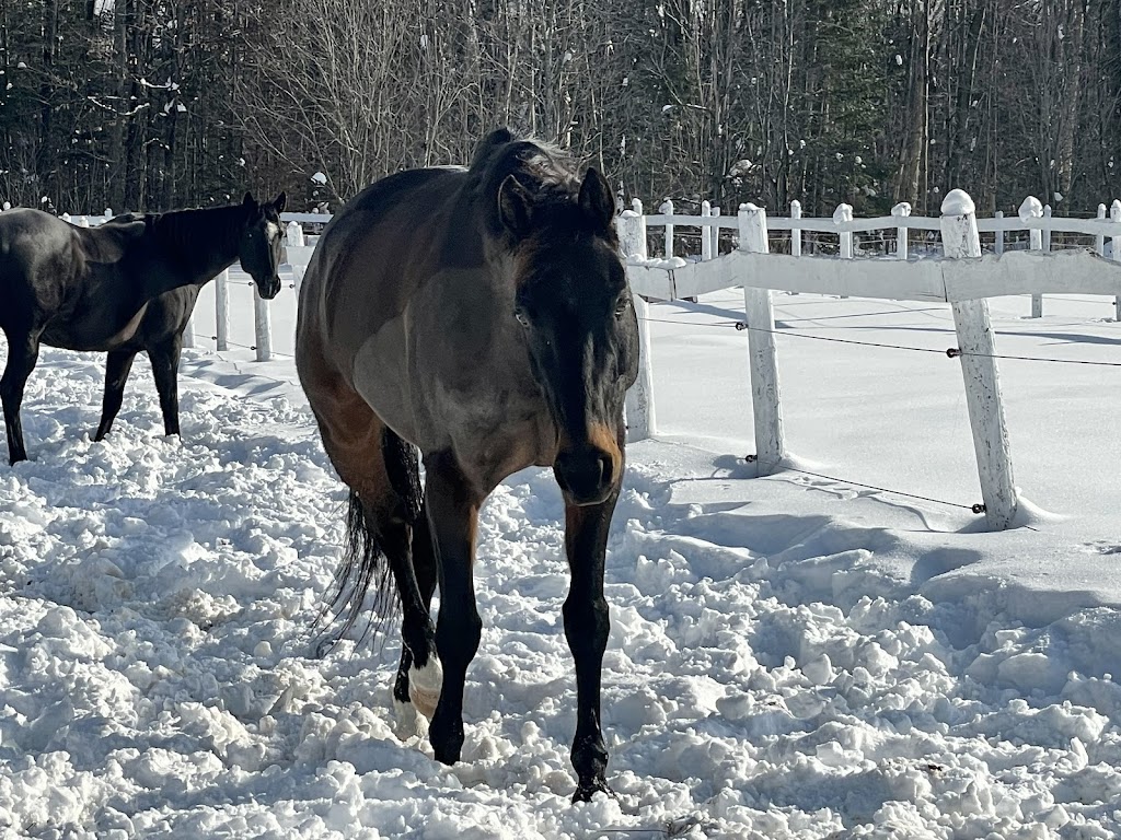 Thornhill Farm | Old Government Rd, Emsdale, ON P0A 1J0, Canada | Phone: (705) 644-3398