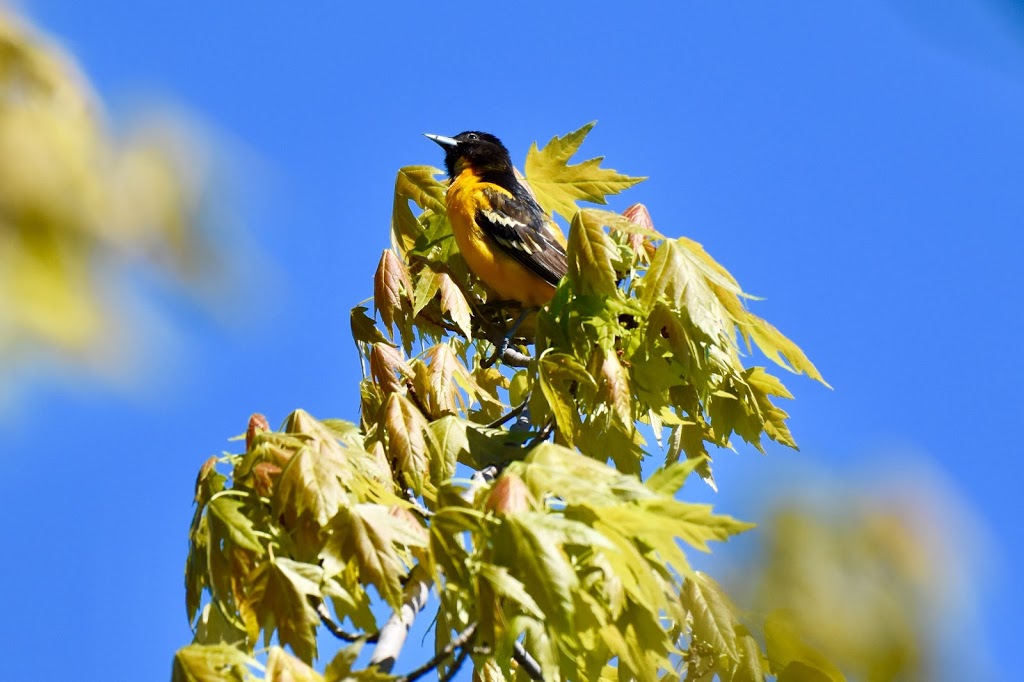 Parc national de Plaisance - Sepaq | 1001 Chemin de la Grande Presquîle, Plaisance, QC J0V 1S0, Canada | Phone: (418) 380-5875