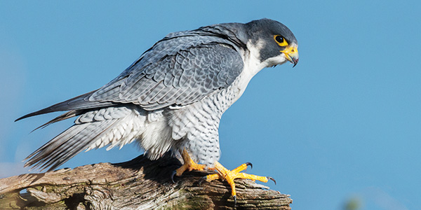 Canadian Peregrine Foundation | 25 Crouse Rd Suite 20, Toronto, ON M1R 5P9, Canada | Phone: (416) 481-1233