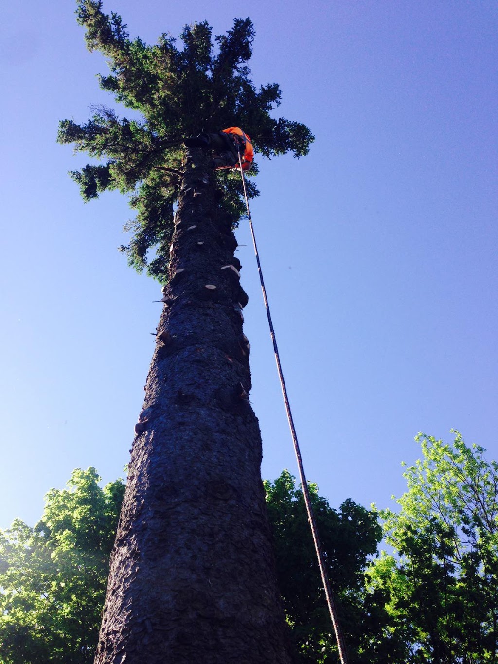 Arborstrong Tree Service | 2402 Concession, ON-6, Collingwood, ON L9Y 3Z1, Canada | Phone: (705) 351-8733