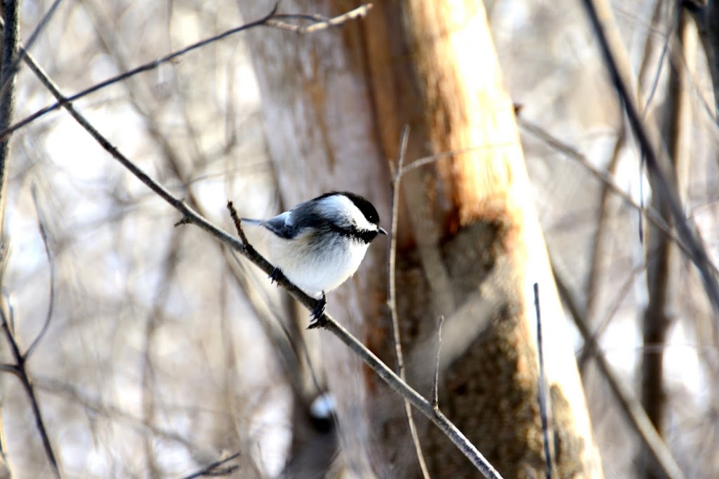 Jack Pine Trail | Moodie Dr, Nepean, ON K2R 1H4, Canada