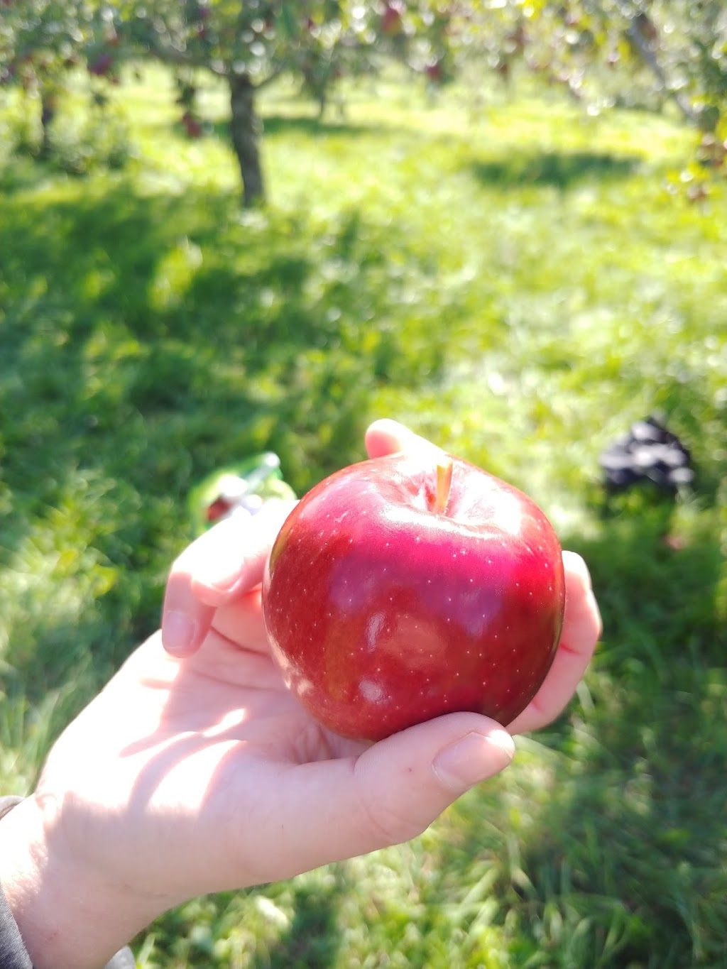 TARTOPOM, verger, pommes, poires, biologiques | 330 Rang de la Montagne, Rougemont, QC J0L 1M0, Canada | Phone: (450) 469-3780