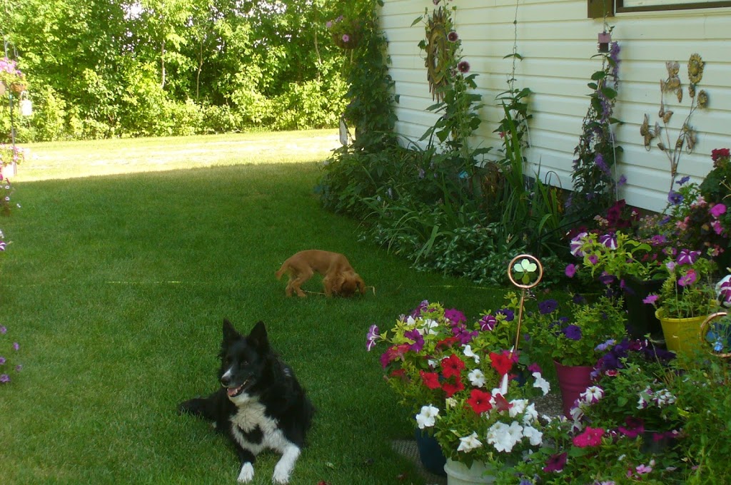 Wall 2 Wall Border Collies & Mini BorDoodles | Box 184, 250 Gimby St, Cartwright, MB R0K 0L0, Canada | Phone: (204) 529-2663