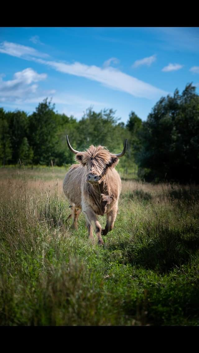 Bleuetière la Grande Ourse (Bleuetière biologique) | 271 Rang Saint-Jean-Baptiste, Saint-Chrysostome, QC J0S 1R0, Canada | Phone: (450) 826-0166