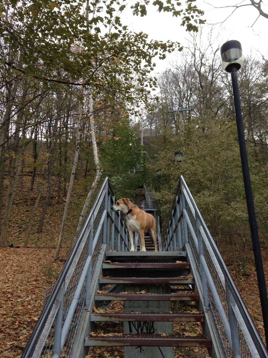 Dundurn Stairs | 2X3, Dundurn Stairs, Hamilton, ON L8P 2X3, Canada