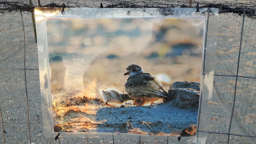 Piping Plover Nesting Area | 2 Beach Dr, Wasaga Beach, ON L9Z 2J8, Canada