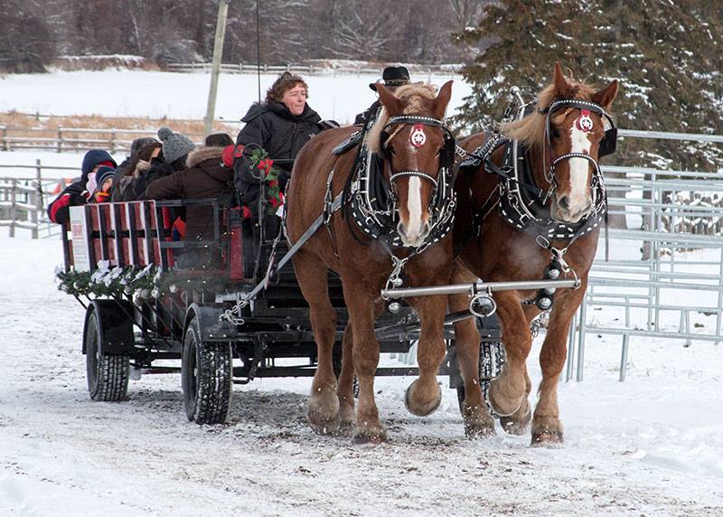 Red Gate Arena Farm | 561 Ramsay Concession 5A, Carleton Place, ON K7C 3P1, Canada | Phone: (613) 253-8641