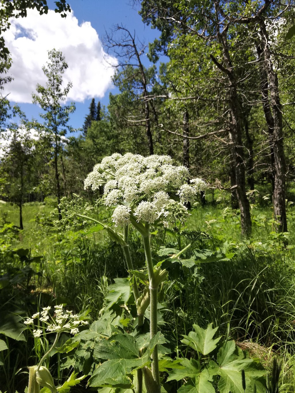 Fullerton Loop Hiking Trail | Alberta 66, Bragg Creek, Kananaskis, AB T0L 0K0, Canada