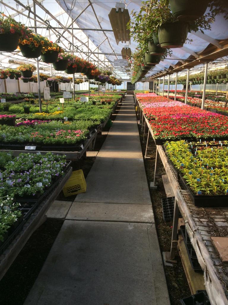 Delta Greenhouse & Farm | 6210 104 St, Delta, BC V4K 3N3, Canada | Phone: (604) 596-2977