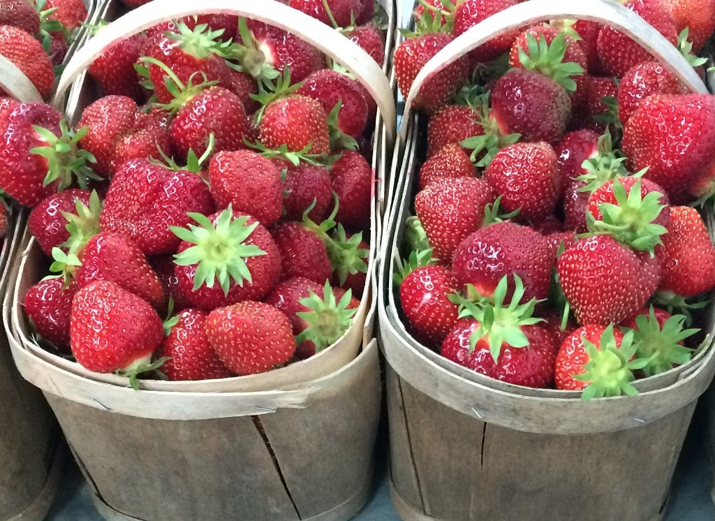 Paradis des fraises J. Auclair & Fils | 230 Point du jour Sud, Lavaltrie, QC J5T 3J4, Canada | Phone: (450) 586-1924