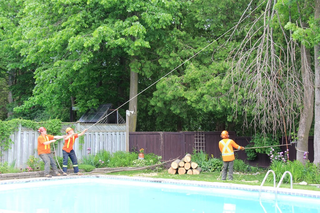 Treescape Certified Arborists | 586 Robinson Rd, Ennismore, ON K0L 1T0, Canada | Phone: (705) 745-1803