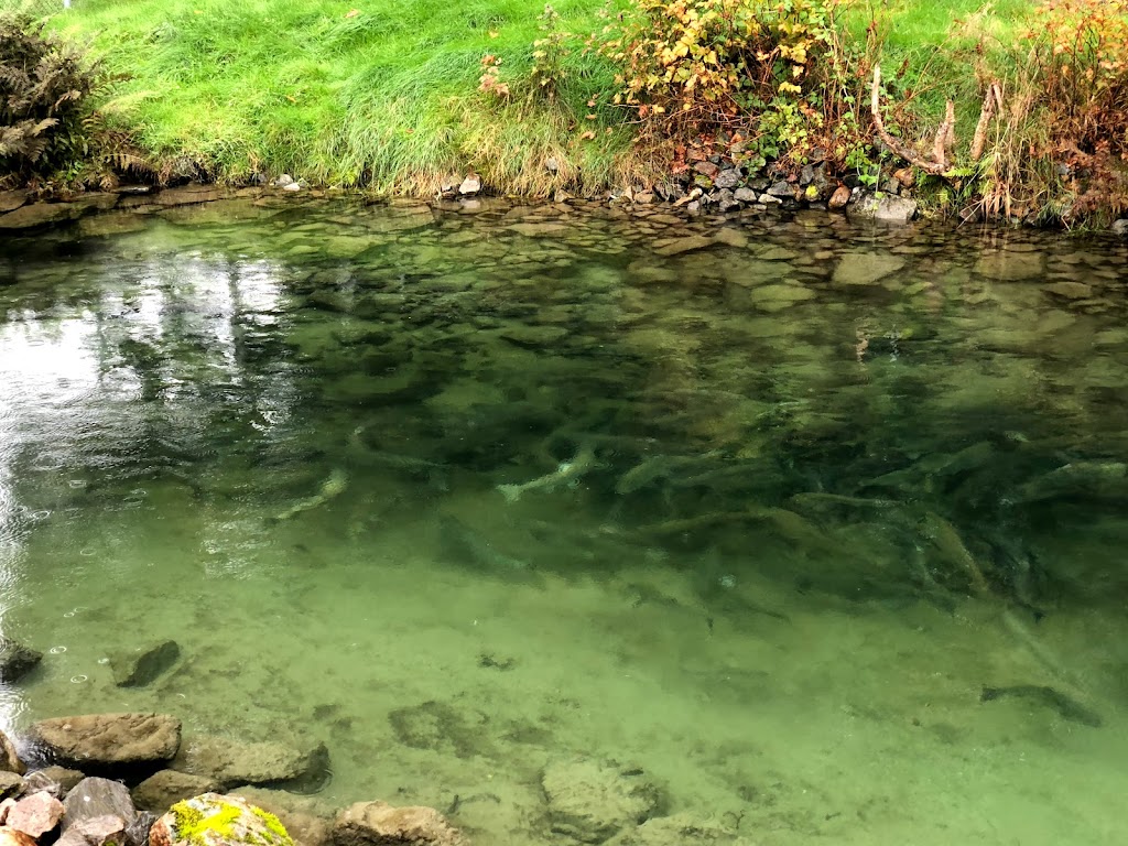 Chehalis River Hatchery | 16250 Morris Valley Rd, Agassiz, BC V0M 1A1, Canada | Phone: (604) 796-9444