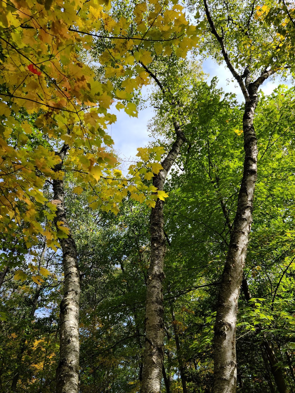 Beagle Club Trailhead, Northumberland County Forest | Beagle Club Rd, Harwood, ON K0K 2H0, Canada | Phone: (905) 372-3329