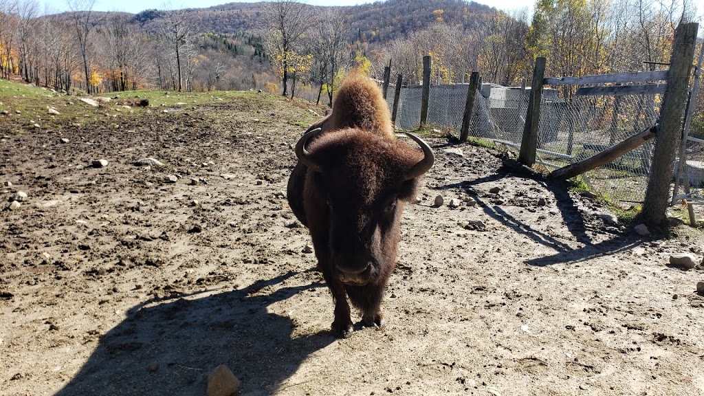 Centre d’activités nature Kanatha-Aki Traîneau à Chiens Équitati | 11 Chemin du Lac de lOrignal, Val-des-Lacs, QC J0T 2P0, Canada | Phone: (819) 321-1890