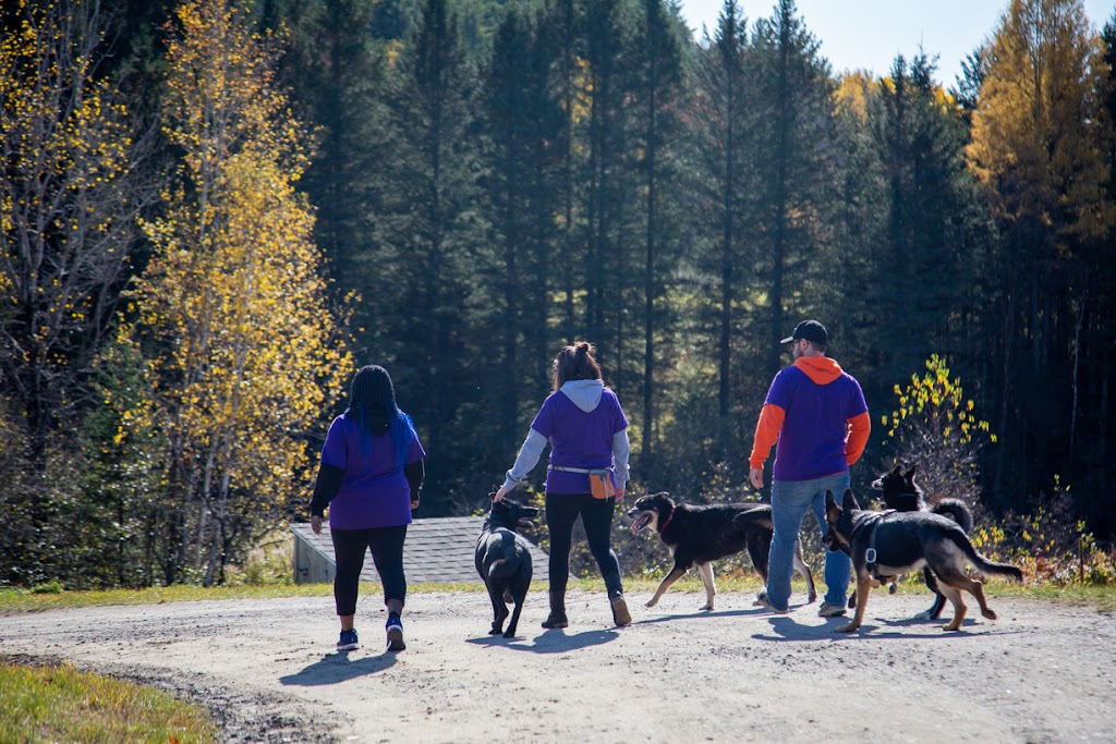 Palace pour chiens | 120, 33ème rue Lac des Français, Sainte-Marcelline-de-Kildare, QC J0K 2Y0, Canada | Phone: (450) 271-0534