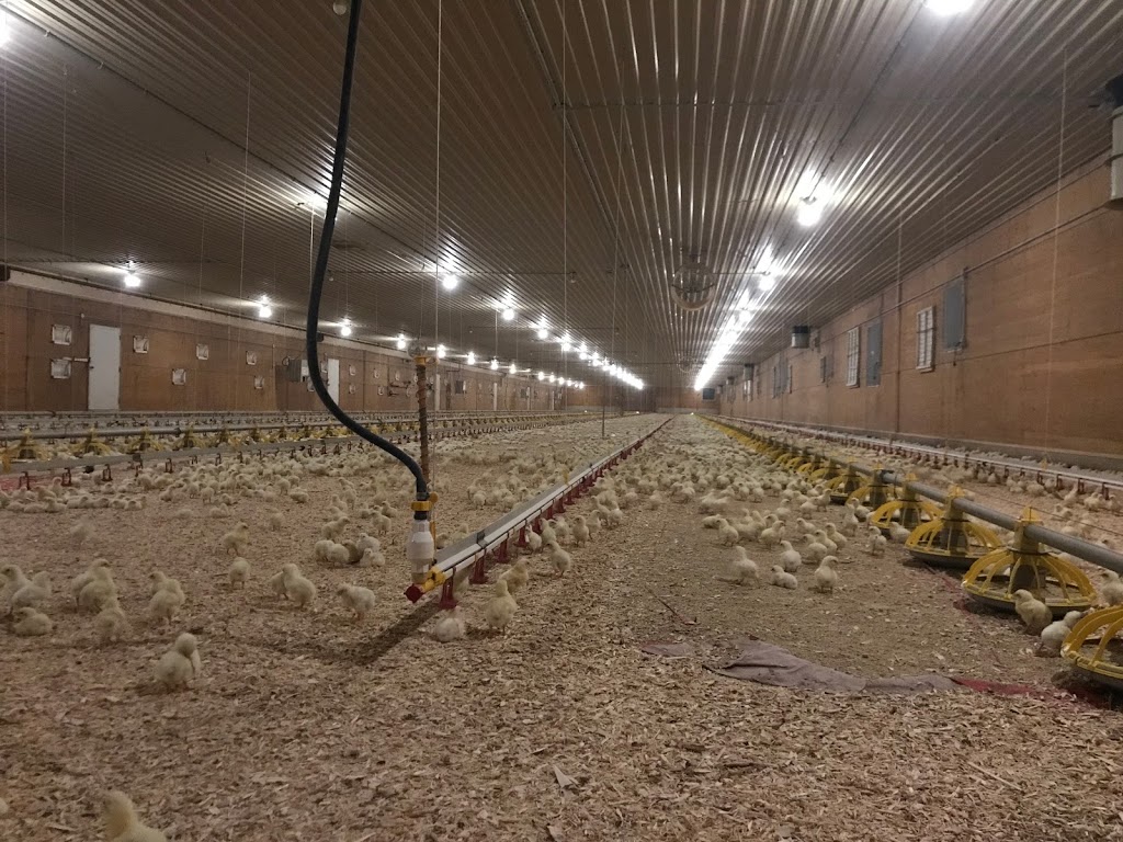 Mapleton Poultry | 7164 Side Rd 15, Moorefield, ON N0G 2K0, Canada | Phone: (226) 989-7625