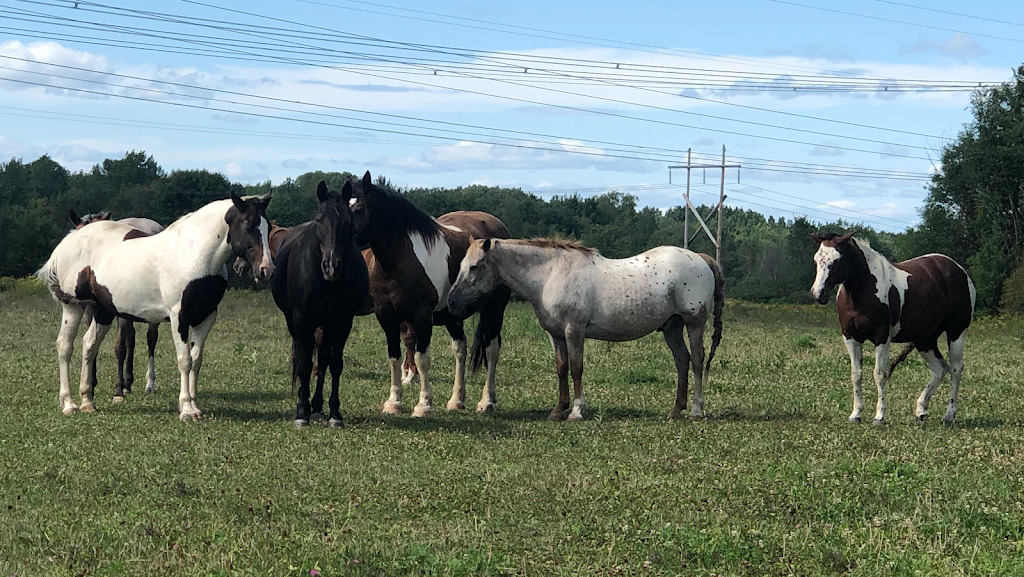 Ranch Liberté | 324 Côte Saint-Jean, Saint-Roch-de-Richelieu, QC J0L 2M0, Canada | Phone: (450) 743-9444