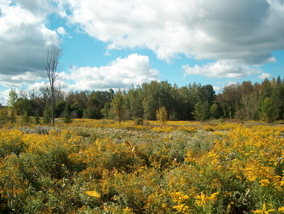 Cawthra Mulock Nature Reserve | Bathurst St, King, ON L3Y 4V9, Canada | Phone: (800) 440-2366