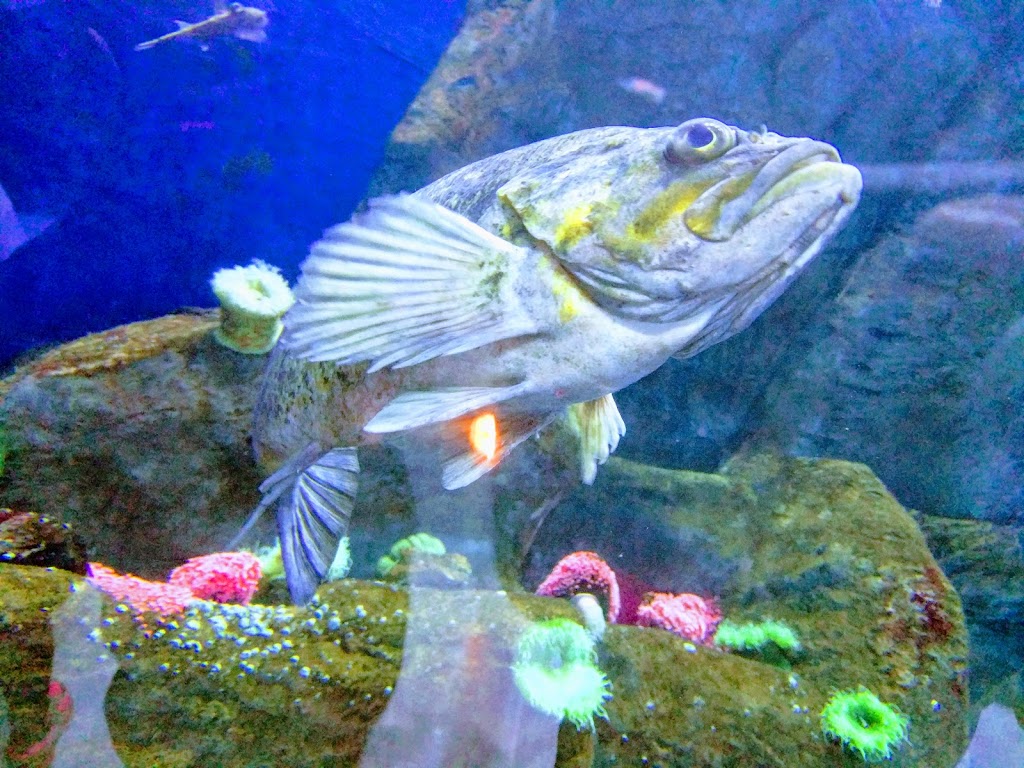 Aquarium of Quebec | 1675 Avenue des Hôtels, Québec, QC G1W 4S3, Canada | Phone: (418) 659-5264